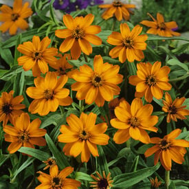 Star Orange, Zinnia Seeds